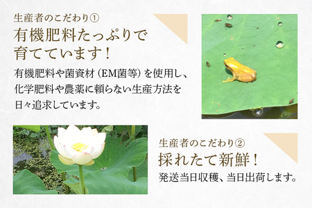 れんこん 1.5kg 野菜 れんこん レンコン 蓮根 国産 9月上旬～2月中旬まで順次発送予定 51-C