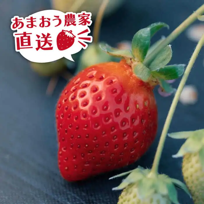 あまおうコンポート 2本 / あまおう 酵母 の スコーン 5個 セット 糸島市 / 磯本農園 TANNAL [ATB024]