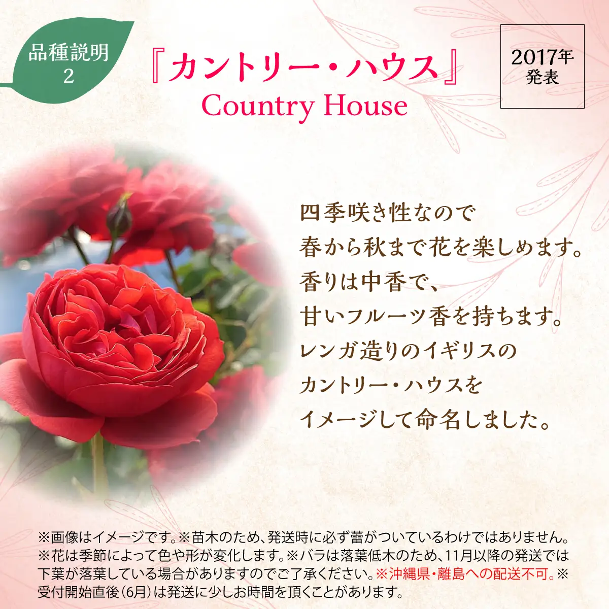【Apple Roses】バラ苗『カントリー・ハウス』新苗育成苗6号ポット植え  HNNH029