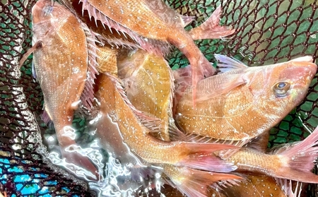 とれとれBox（4種前後 7～10匹）下処理可[ 鮮魚 旬 詰合せ 簡単料理 ] 魚介類 お魚 海鮮 海の幸 とれたて とれたての魚 新鮮 旬の魚 当日発送 季節の魚 魚料理 焼き魚 煮つけ お楽しみ  下処理なし
