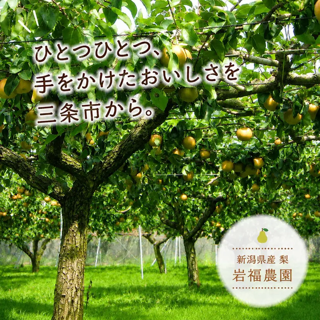 先行予約 和梨 二十世紀 5kg [9月中旬~順次発送予定] 新潟県産 二十世紀 梨 [岩福農園] 