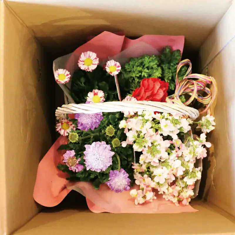 花苗 季節 の 花苗バスケット Flowershop Poppy 花 花苗 花 苗 寄植え 生花 フラワー Flower 雑貨 インテリア 誕生日 記念日 プレゼント 贈り物 フラワーライフ 自宅用 アレンジメント ガーデニング 園芸 ギフト 国産 愛媛 宇和島 K012-125002