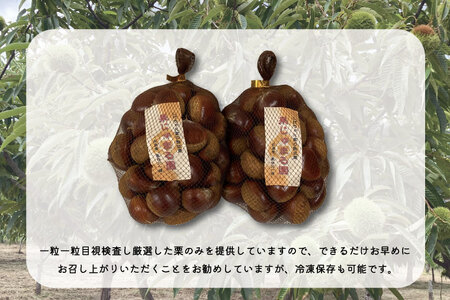 【先行予約】【2026年9月中旬より順次発送】石岡鶴沼の生栗 1kg（茨城県共通返礼品・石岡市産）｜茨城県 行方市 栗 生栗 秋 旬 無農薬(ER-1-1)