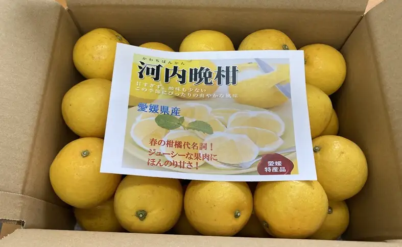 【2027年4月より順次発送】訳あり 河内晩柑 8kg｜B150