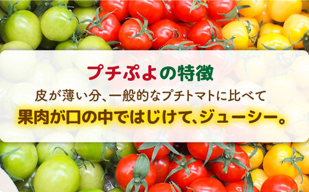 【カラフル】ミニトマト （ プチぷよ ） 1kg×1箱 糸島市 / かわぞえ農園 ぷちぷよ トマト [AAM003]