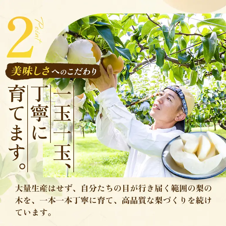 【ふるさと納税】【先行予約】しゅうたの畑 希少品種 あきづき梨 6玉から7玉  【2026年9月上旬より順次発送予定】 梨 なし ナシ あきづき 果物 くだもの フルーツ 果実 ジューシー 産直農園 お取り寄せ 送料無料 福岡県 うきは市 常温