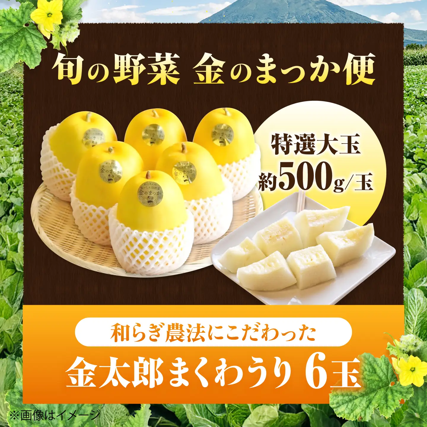 【2027年7月下旬より順次発送】旬の野菜 金のまっか便 （栽培期間中、農薬・化学肥料・動物性堆肥不使用）/ まくわうり セット 詰め合わせ 新鮮 野菜 旬 / 滋賀県 栗東市 / ワダケン リアルソイルハウス [BIBM005]