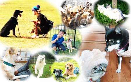【返礼品なし】【犬猫等愛護活動 犬と猫と人にとって住みよい社会づくりを応援】宮崎県 高原町 特定非営利活動法人 咲桃虎(さくもんと)　TF3005-P00056