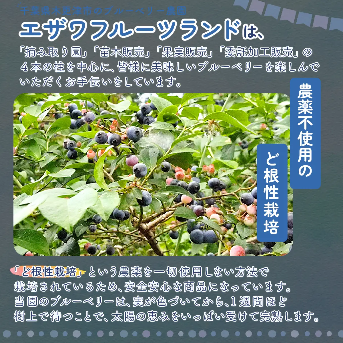 ＜果実と粗糖だけで作ったお酢＞飲むブルーベリー果実酢　3本セット KT004