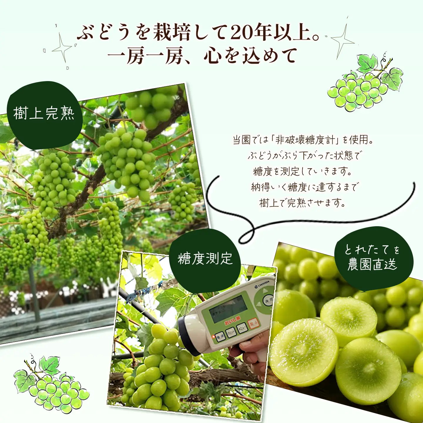 【家庭用スタンダード】シャインマスカット 約1.2㎏（3～4房）シャインマスカット【8月～10月発送】