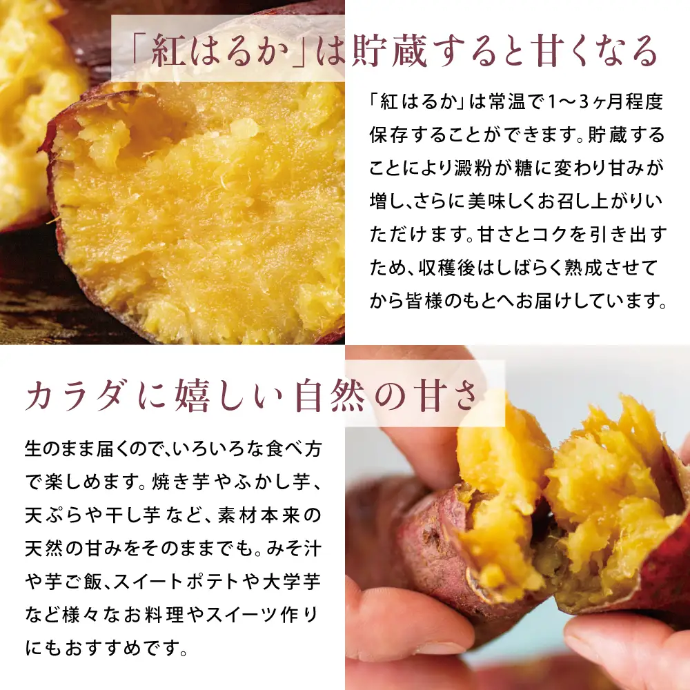 【鹿児島県産】生さつまいも「紅はるか」約5kg ★11月以降順次出荷★ 冬季限定 先行受付 さつまいも 生いも 生芋 焼き芋 さつま芋 甘藷 サツマイモ べにはるか スイーツ 野菜 貯蔵 常温保存 旬 JA南さつま 鹿児島県 南さつま市