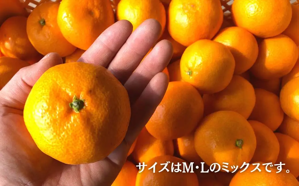 ＜先行予約受付中！2026年12月上旬以降順次発送予定＞田口早生(10kg)みかん 蜜柑 フルーツ 果物 くだもの 柑橘 期間限定【112300202】【宮田園芸】