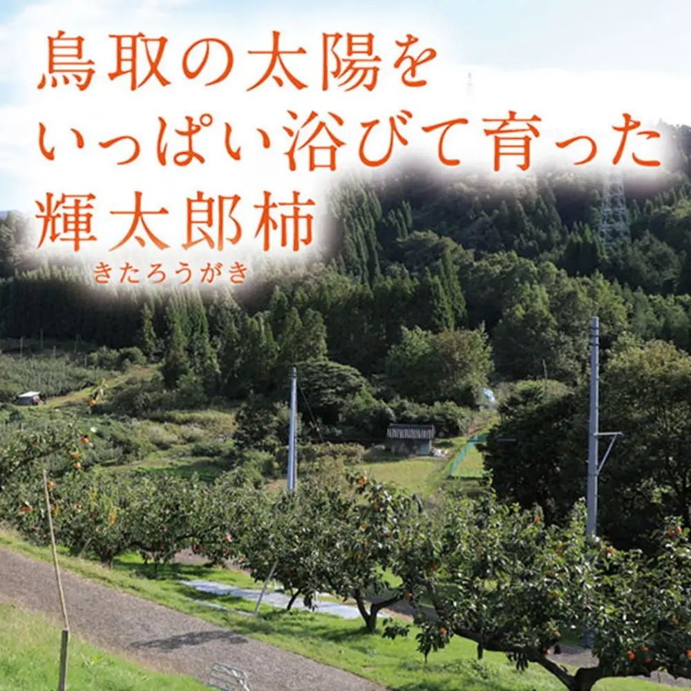 輝太郎柿 3キロ【鳥取いなば農業協同組合】