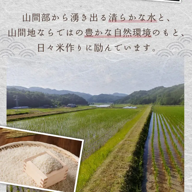 【令和8年】コシヒカリ 精米 10kg コシヒカリ 京丹後市