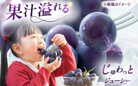 【先行予約】ピオーネ ムジ 4-6房 2kg BKAY011 ぶどう