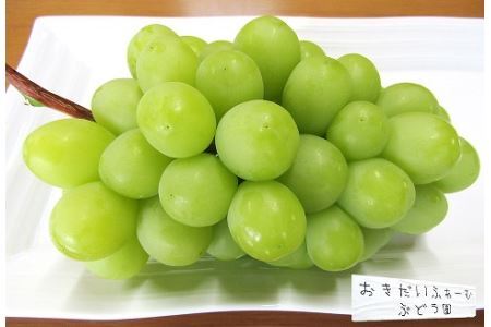 【先行予約】中津市産ぶどう シャインマスカット 約1.5kg | フルーツ 果物 くだもの ぶどう ブドウ 葡萄 マスカット 国産 産地直送 おきだいふぁーむ ぶどう園 大分県 中津市