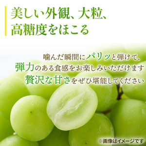 ぶどう 2026年 先行予約 ご家庭用 シャイン マスカット 晴王 3～6房 約1.5kg  岡山県産 シャインマスカット