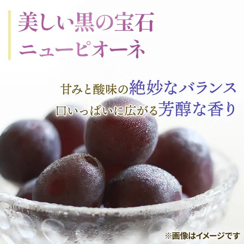 ぶどう 2026年 先行予約 ご家庭用 ニュー ピオーネ 3～6房 約2kg 岡山県産 ピオーネ