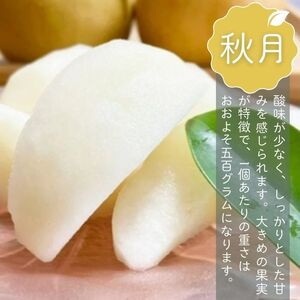 【贈答用】果汁たっぷりの極上梨「あきづき・3kg」（2026年産）　果汁たっぷり　船橋産　9月上中旬発送　期間限定　梨　夏　6～9玉　なし　水菓子　果物　デザート
