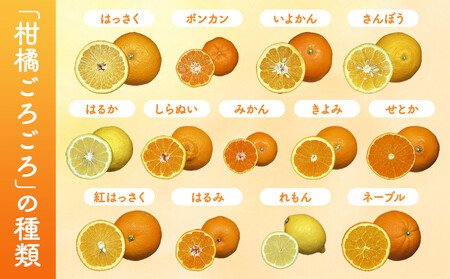 旬の柑橘食べ比べ 柑橘ごろごろ 3種 箱込 7.5kg(内容量約 6.8kg) 秀品 優品 混合 和歌山県産 産地直送【みかんの会】