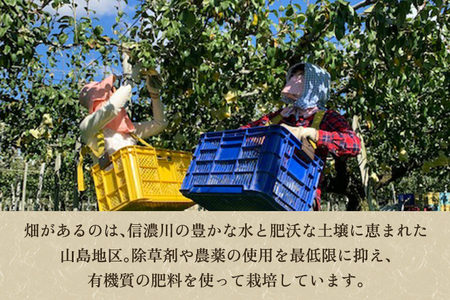【2026年先行予約】新潟特産 幻の洋梨ル・レクチェ 【赤秀品】約4kg（9〜12個）《11月下旬〜お届け》