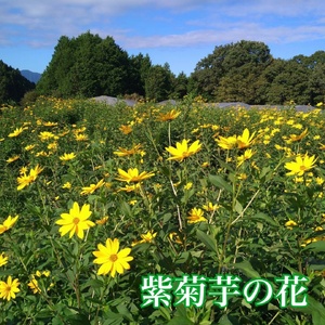 粉末 紫菊芋 はと麦茶 ５０グラム入り×２袋 ／ Total Beauty 春 からだよろこ美 ノンカフェイン 無添加 お茶 国産 パウダー ホット アイス 奈良県 宇陀市 紫菊芋