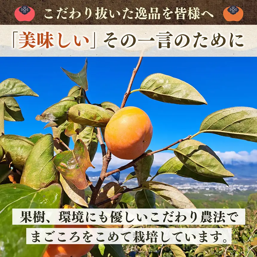 ［Sunファーム］訳あり 富有柿 ご自宅用（約7.5kg入） | フルーツ くだもの 果物 柿 かき カキ 富有柿 奈良県 五條市 訳あり 日本一の柿のまち 秋の味覚 自宅用 家庭用 特産品 果物