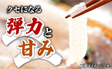 対馬 剣先イカ 姿造り イカ 活き造り 刺身 ケンサキイカ [WAK012]