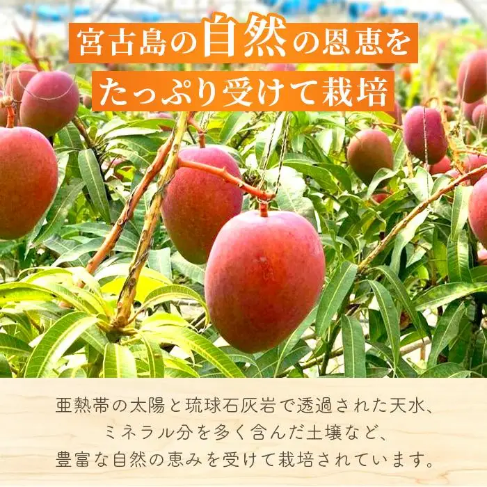 《先行予約 2027年発送》宮古島産アーウィンマンゴー 約2kg（6～9個）【ご自宅用】「LA MANGUE BLEUE」農家直送(GZ003)