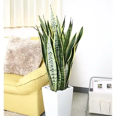 【観葉植物】サンスベリア 7号 ホワイトスクエア陶器鉢SW 高さ：約70cm～1m【観葉植物 インテリア 部屋 おしゃれ 福岡県 筑前町 送料無料 AG002】【価格改定】