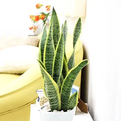 【観葉植物】サンスベリア 5号 ホワイト陶器鉢 丸ロング 高さ：約35cm～50cm内外(鉢底より) 【観葉植物 インテリア 部屋 おしゃれ 福岡県 筑前町 送料無料 AG003】