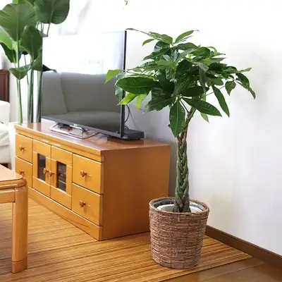 【観葉植物】パキラ 7号 ブラウンバスケット鉢カバー 高さ：約80cm～1m内外(鉢底より)【観葉植物 インテリア 部屋 おしゃれ 福岡県 筑前町 送料無料 AG005】【価格改定】