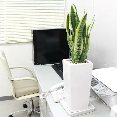 【観葉植物】サンスベリア ホワイト陶器鉢 6号 ストレート 高さ：約55～70cm 【観葉植物 インテリア 部屋 おしゃれ 福岡県 筑前町 送料無料 AG006】