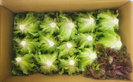 信州高原塩熟野菜 約10kg お任せ 野菜セット 野菜詰め合わせ レタス キャベツ ズッキーニ カリーノケール サニー おたのしみ