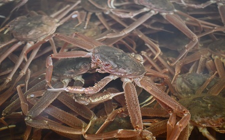 訳あり 活オオズワイガニ約2kg(8尾前後入)[02-1301]