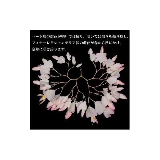 花郷園オリジナル　恋する水玉ベゴニア「流れ星」【花・フラワー・インテリア・屋内・屋外・ギフト・鉢植え・園芸・初心者】