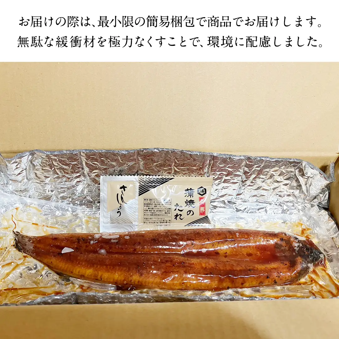 【牛久うなぎ祭り開催！期間限定の特別受付スタート】 鹿児島県産 有頭 鰻 蒲焼 × 2尾 （ 1尾 135g ～ 155g 以上）