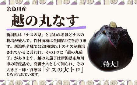 【期間限定】先行予約 特選 丸なす！『越の丸茄子』9玉入り 特級Aクラス 1箱 JA ナス 2026年7月中旬から順次発送【新潟県 糸魚川市 期間限定 ブランド野菜 夏 ステーキ 煮物 まるなす マルナス 野菜 特産品 産地直送 新潟限定 ブランドなす】