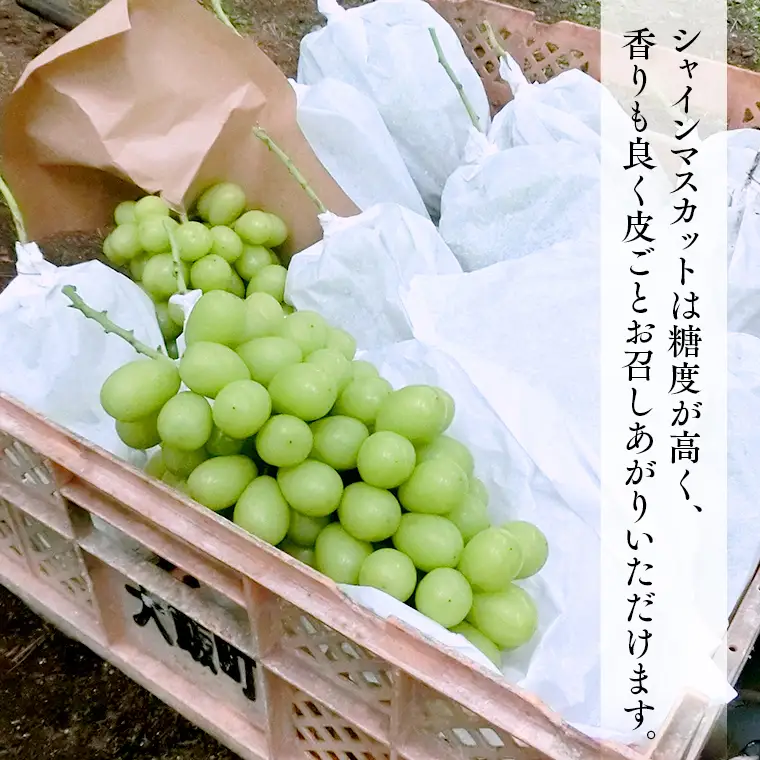 シャインマスカット＆巨峰セット 合計 約2kg (桜川市・石岡市共通返礼品） 2026年9月上旬発送開始 開田ぶどう園 産地直送 フルーツ 甘い 直送 茨城 限定 ギフト ぶどう シャインマスカット 果物 [DO007sa]