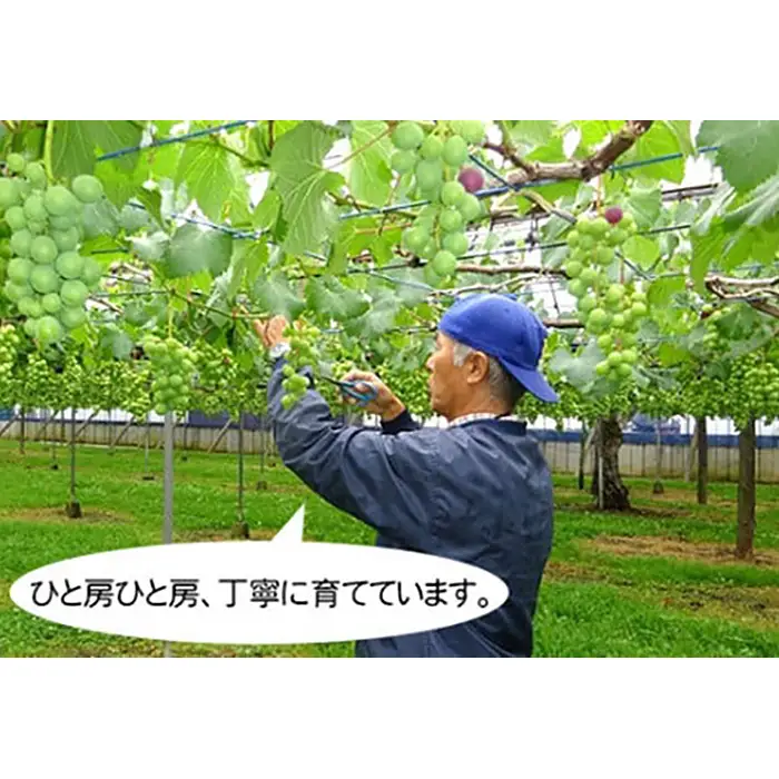 岩井の巨峰（令和8年産）約1.8kg No.235