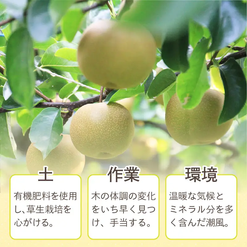 【先行予約】上野梨園の豊水梨 8～12玉入 約5kg  4L～6L【秀品】《数量限定》梨園直送！ / 期間限定 果物 フルーツ 農家直送 シャキシャキ もぎたて 旬 お取り寄せ ※2026年9月上旬より順次発送 [aw077-a021]