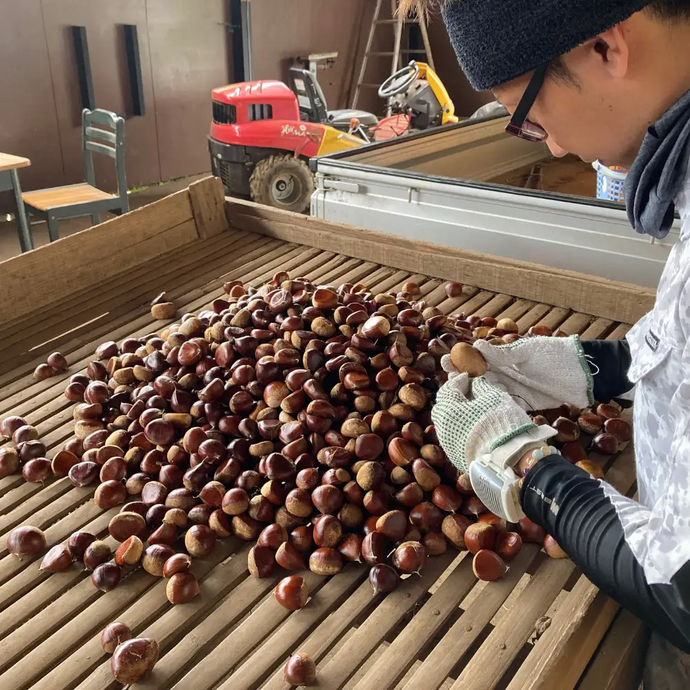 鶴沼 の 栗 2kg (桜川市・石岡市共通返礼品) 和栗 国産栗 くり 栗 生栗 先行予約 2026年9月上旬発送開始 オーガニック肥料 果じゅまる園 [DQ002sa]