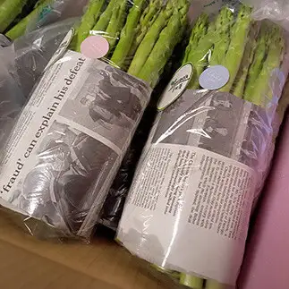 【令和9年産先行予約】 アスパラガス (春芽) 約1kg (3Lサイズ 約20～30本前後) 《令和9年5月～発送》 『生産者 吉田 太一』 山形南陽産 農家直送 山形県 南陽市 [1526]