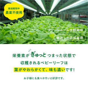 933 葉が柔らかくて、味が濃い！！「岐阜県産」ミックスべビーリーフ【40g】×５セット