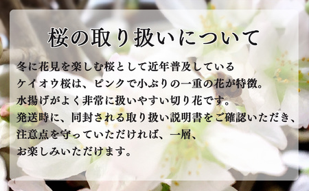 桜 切り花 （115cm × 5本） | 八重桜 敬翁桜 彼岸桜 ボタン桜  奈良県 五條市 さくら 花 フラワー 生け花 季節の花 季節限定
