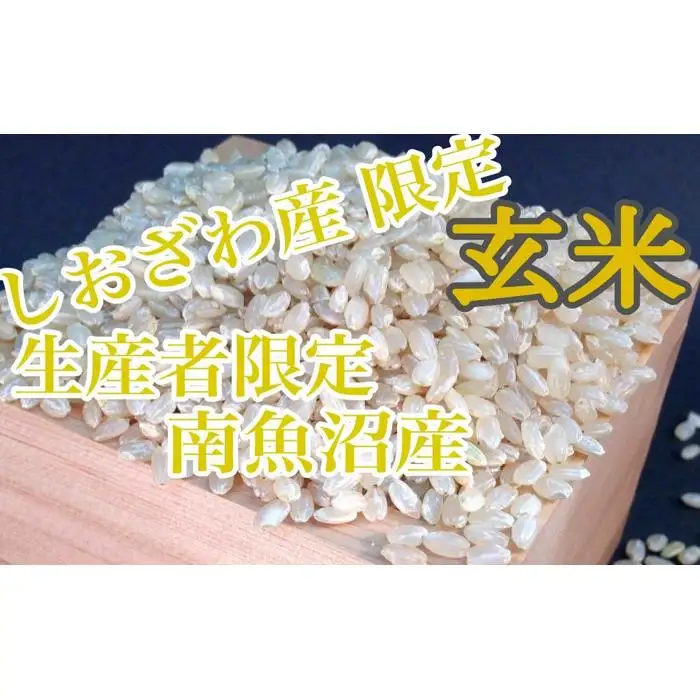 【令和7年】【定期便2kg×6ヶ月】玄米 しおざわ産限定 生産者限定 南魚沼産コシヒカリ｜玄米