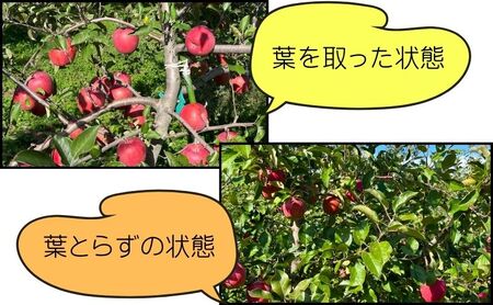 サンふじ 葉とらず 紅虎 ヒバリノ園 青森県産 サンふじ【約5kg 14〜18玉】