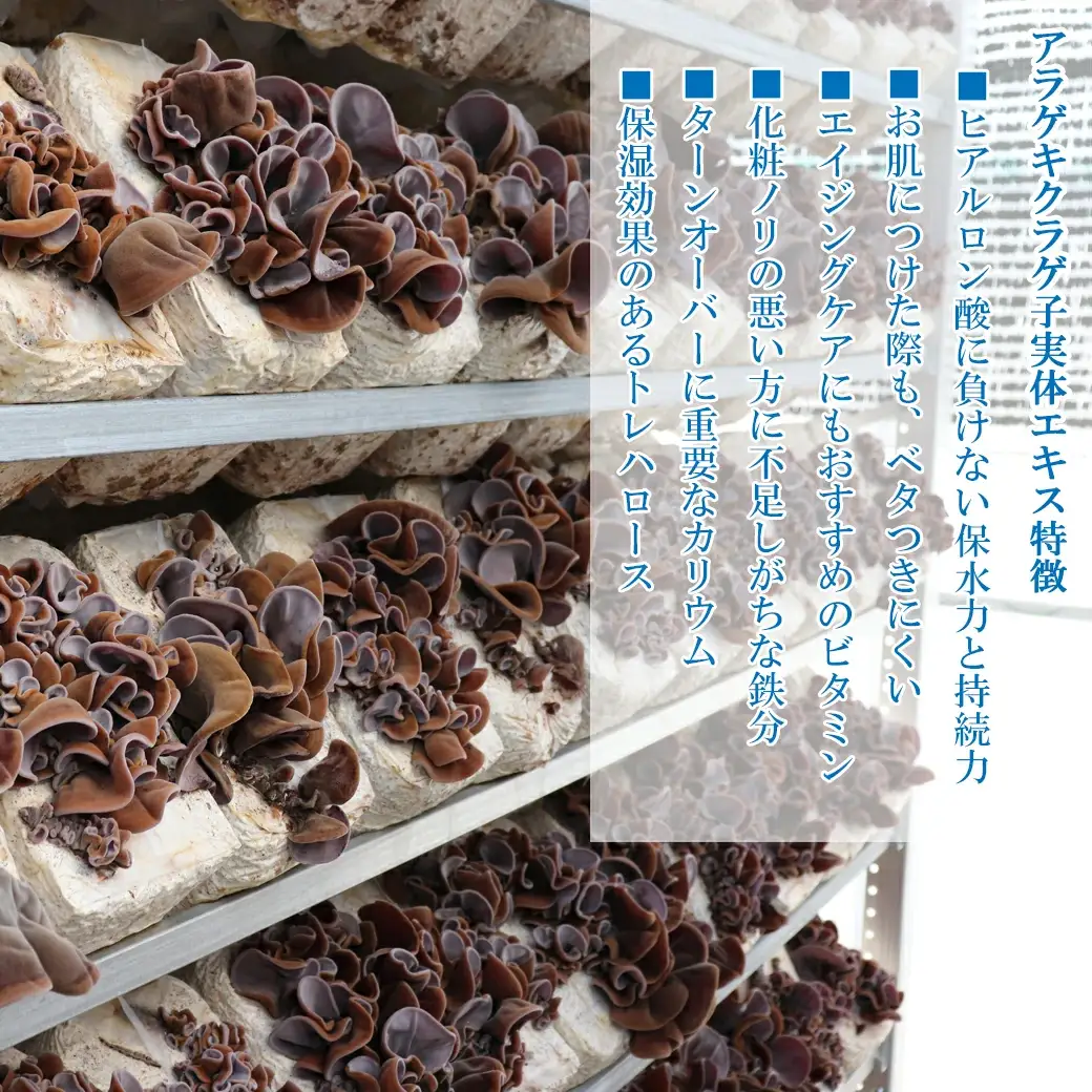 森くらげ化粧水 150ml【美容 化粧品 化粧水 スキンケア 肌ケア 乾燥肌 敏感肌 保湿 潤い うるおい 美肌 ハリ エイジングケア きのこ きくらげ キクラゲ 森くらげ 鳥取県 日吉津村】