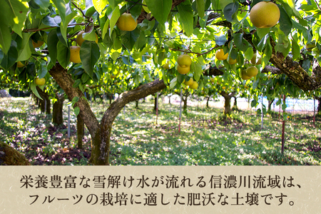 【2026年先行予約】新潟県産 和梨 新興 5kg（6〜12玉）《10月下旬以降発送》しんこう 梨工房みつば会