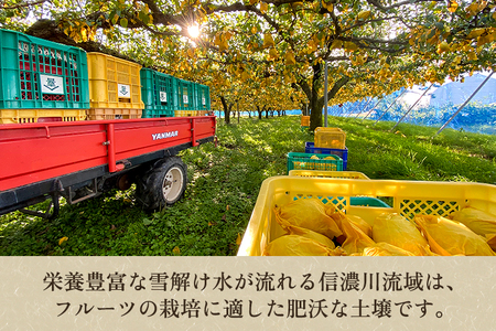 【2026年先行予約】新潟特産 幻の洋梨ル・レクチェ 【家庭用】2Kg（5～7玉）《11月下旬以降発送》梨工房みつば会